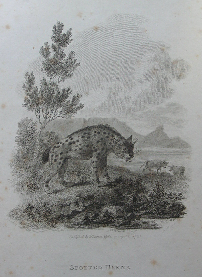 Print - Spotted Hyena - Tookey